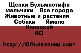 Щенки Бульмастифа мальчики - Все города Животные и растения » Собаки   . Ямало-Ненецкий АО